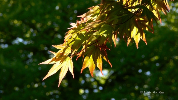 Bois des Moutiers (188) Mai 2012